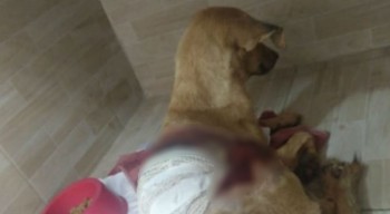 Mulher é suspeita de jogar soda cáustica em cadela em Belo Jardim