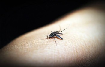 Pernambuco registra primeira morte por dengue em 2019