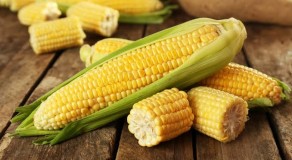 Mês junino: Mais de 50% do milho comercializado em Caruaru vem de cidades vizinhas 