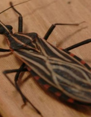 Ibimirim: 24 resultados deram positivo para doença de Chagas, diz SES