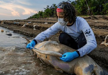 ICMBio vai apurar causas da morte de botos no Amazonas