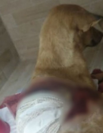 Mulher é suspeita de jogar soda cáustica em cadela em Belo Jardim