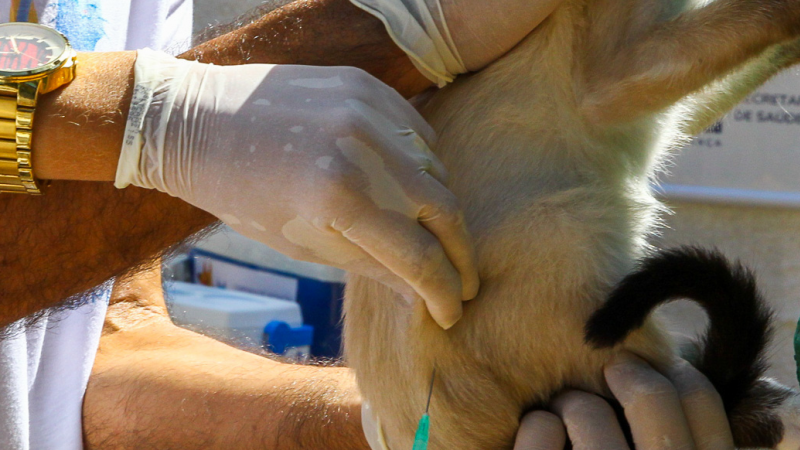 Ações de imunização ajudam a prevenir a raiva, enfermidade fatal em quase 100% dos pets diagnosticados com a zoonose, que também pode afetar o ser humano.