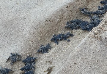 Nascem 94 filhotes de tartaruga marinha, na Praia de Boa Viagem