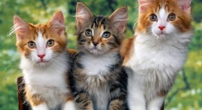 Prefeitura de Caruaru vai realizar mutirão de castração de gatos no bairro do Vassoural