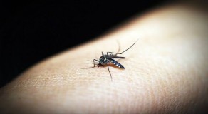 Pernambuco registra primeira morte por dengue em 2019