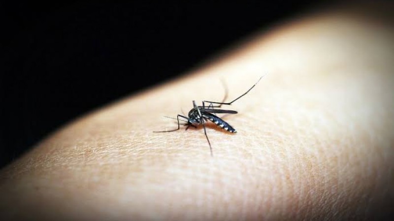 Trabalho de investigação confirmou a infecção pelo vírus da dengue tipo 1
